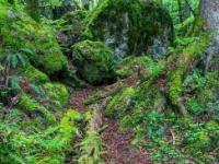 Baumrelikte vor Felsblöcken und Bäumen, alle mit Moos bedeckt